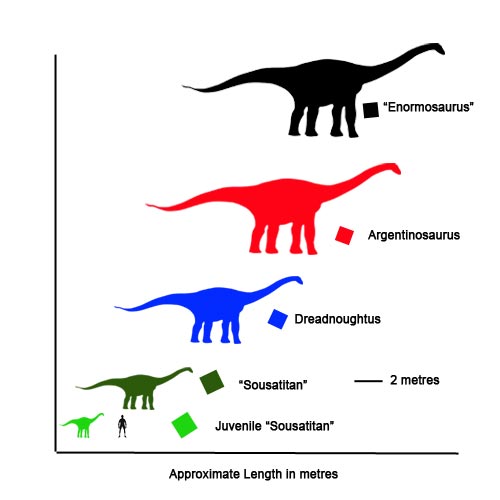 Comparing the size of different Titanosaur.