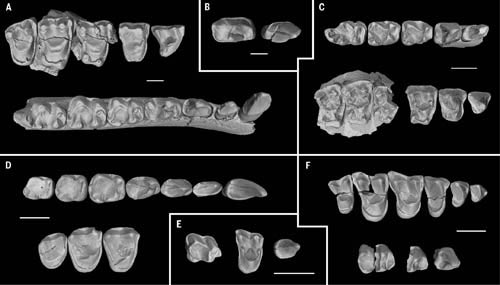 Fossil jaws and teeth of ancient Chinese primates.