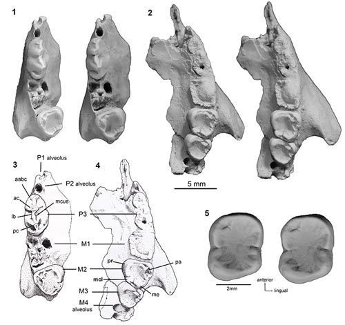 The fossilised teeth and maxilla of Microleo attenboroughi.