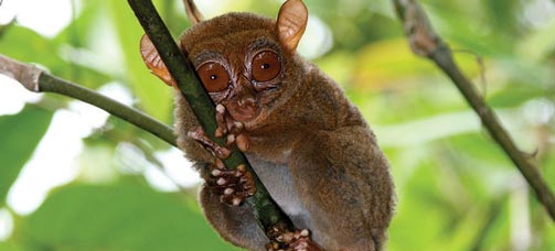 An extant tarsier.
