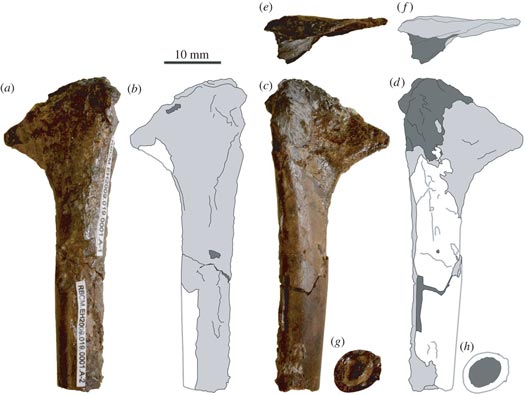 Azhdarchoid Humerus Fossil