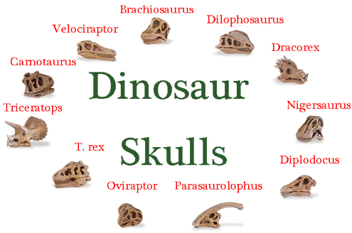 Everything Dinosaur helping to identify dinosaur skulls.