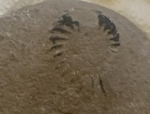 An ammonite fossil.