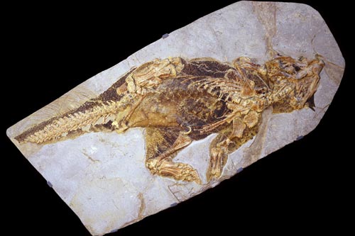 Psittacosaurus dinosaur fossil.