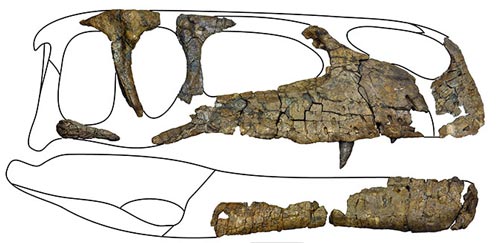 The skull and jaws of Wiehenvenator.