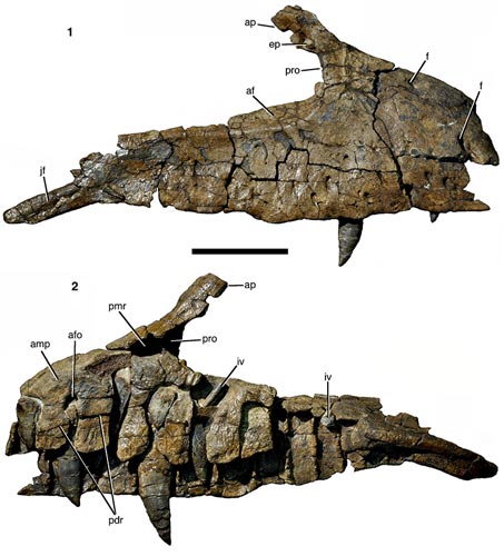 The right maxilla of Wiehenvenator.