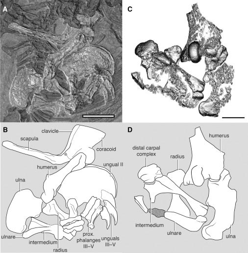 Drepanosaurus  forelimb fossils and an illustration.