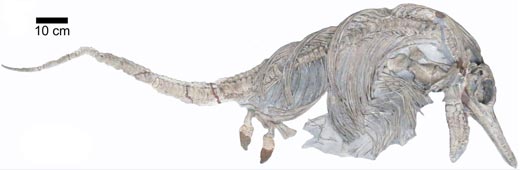 Ichthyosaurus larkini.