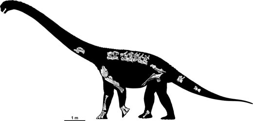 Savannasaurus elliottorum skeletal material.