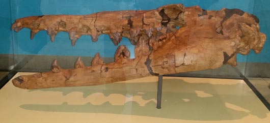 Basilosaurus whale skull.