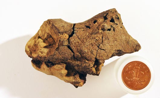The fossilised brain of a dinosaur.