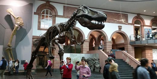 T. rex skeleton at the Frankfurt Natural History Museum