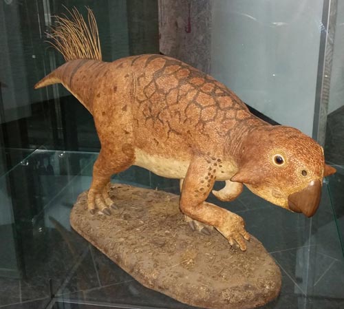 Life-size Psittacosaurus replica.