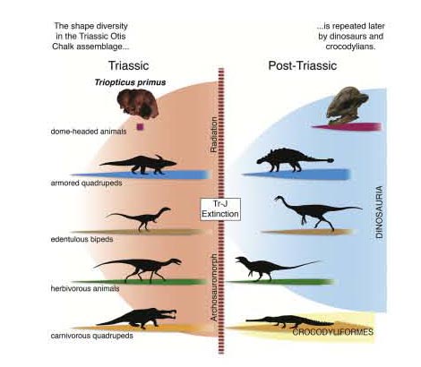 Convergent evolution in Archosaurs.