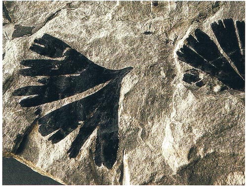 The carbonised fossil leaves of a Jurassic Ginkgo tree.