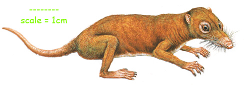 The Triassic mammal Morganucodon.