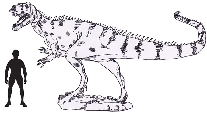 Torvosaurus gurneyi scale drawing.