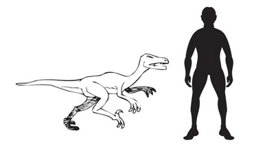 Troodontidae scale drawing.