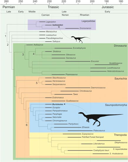 A timeling showing the evolutionary relationships of early dinosauromorphs.