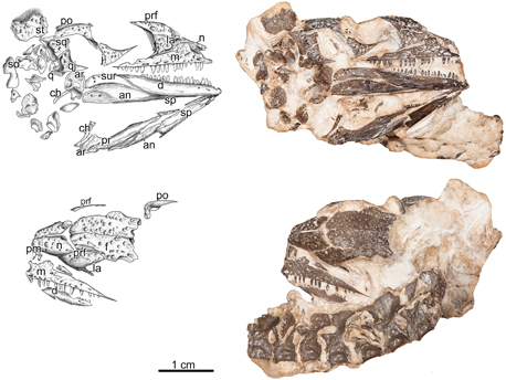 Delorhynchus fossil.