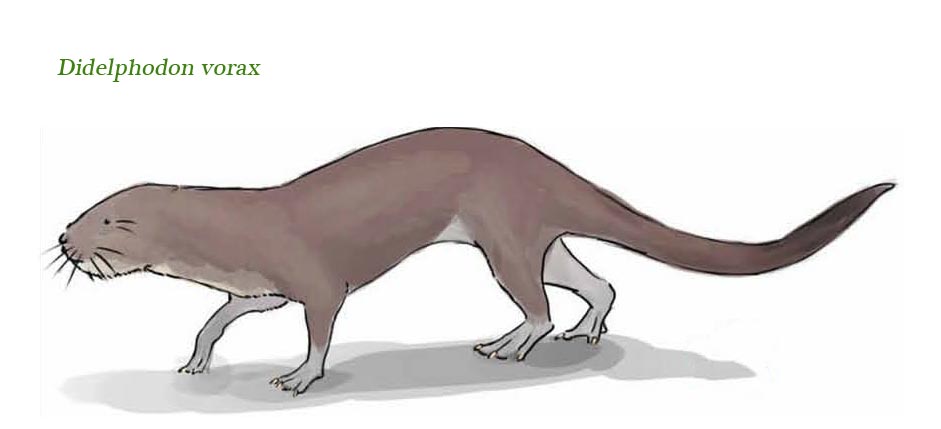 Didlephodon - depicted as a semi-aquatic mammal.