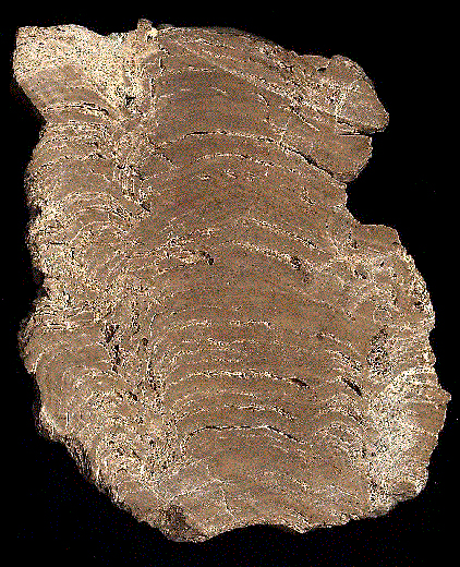 A stromatolite fossil
