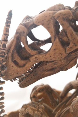 Rebor Club Selection Lourinhanosaurus replica, close up of the head.