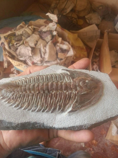 A prepared fossil Trilobite.