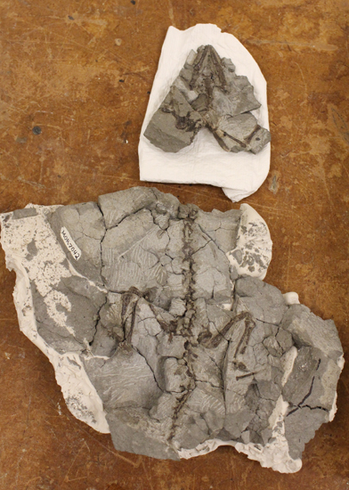 Second Magnuviator ovimonsensis specimen.