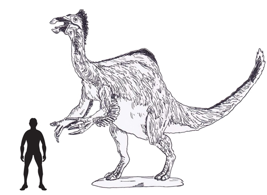 Deinocheirus mirificus scale drawing.