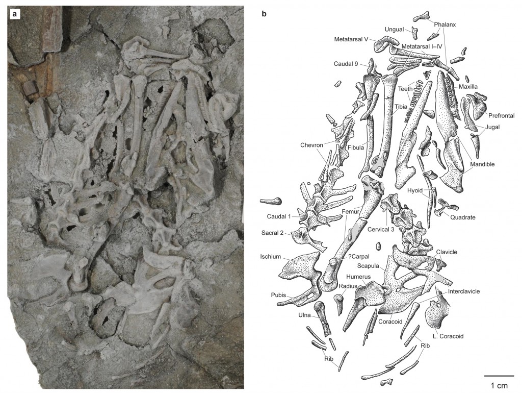 Magnuviator holotype fossil and line drawing.