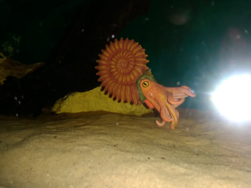 Ammonite replica in an aquarium.