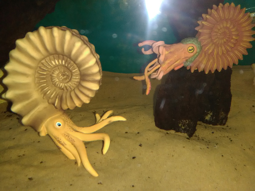 Two Ammonite models on display.
