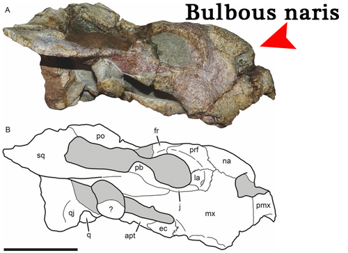 A view of the skull and line drawing of the Late Permian Dicynodont Bulbasaurus.