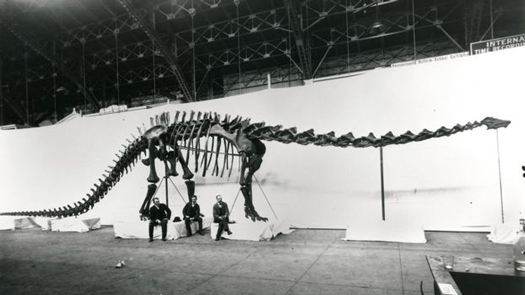 Diplodocus Exhibit circa 1905.