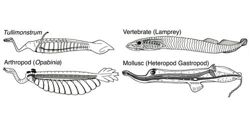 How to classify a "Tully Monster".