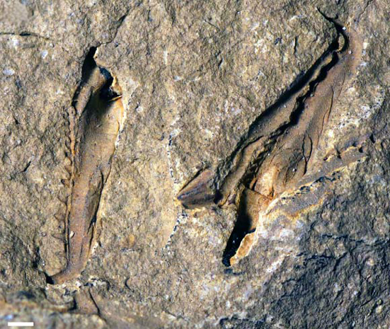 Giant worm fossil jaws (Websteroprion).