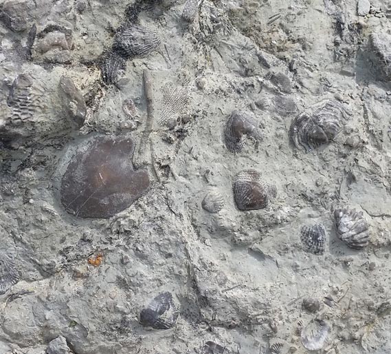 More than 700 different fossils found at Wren's Nest
