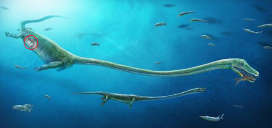 Dinocephalosaurus illustration.