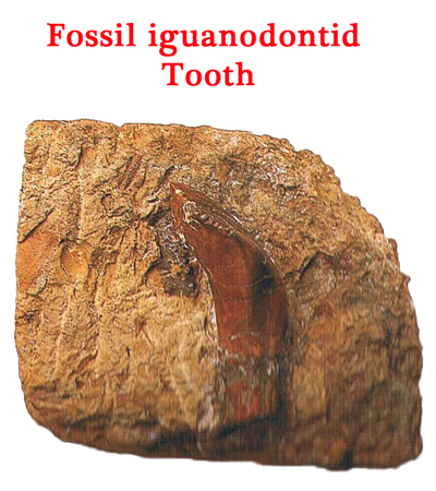 Dinosaur fossil tooth (iguanodontid).