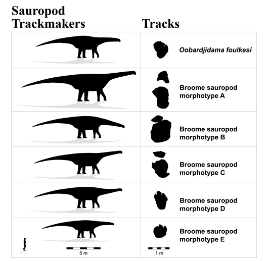 Several different types of Sauropod track identified from the Dampier Peninsula.