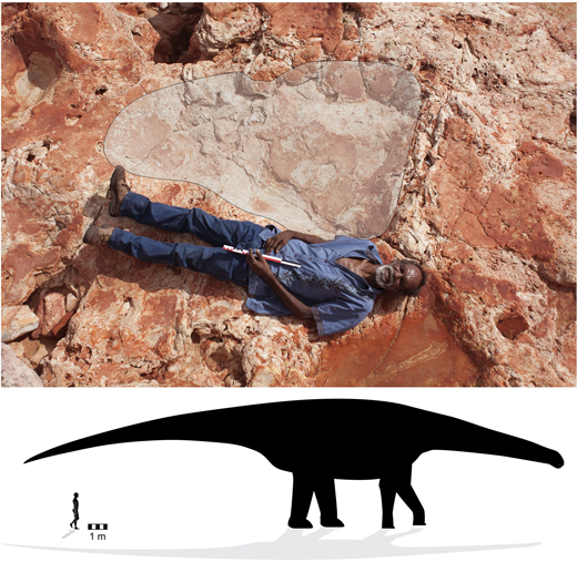 Broome sandstone giant Sauropod print.