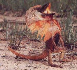 Australian Frilled Lizard