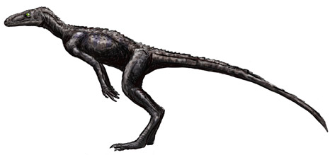 The basal dinosauriform Marasuchus from the Late Triassic of Argentina