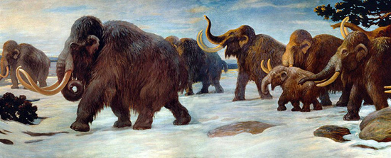 The Woolly Mammoth an iconic animal of the Ice Age.
