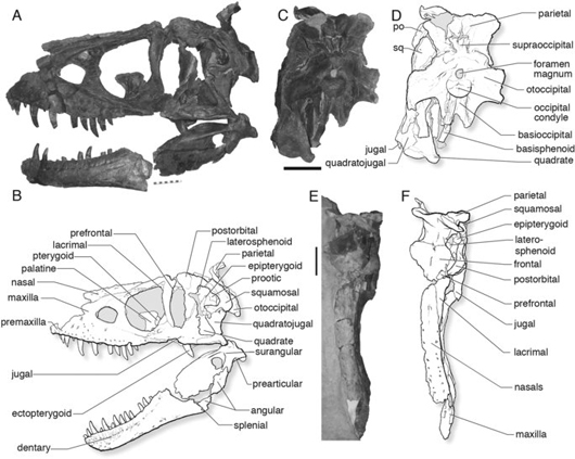 Skull and jaws of D. horneri with line drawings.