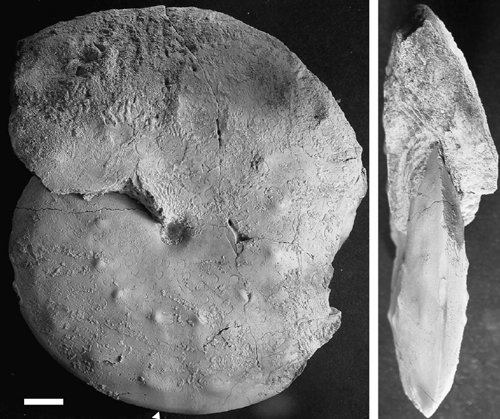Sphenodiscus pleurisepta fossil ammonite.