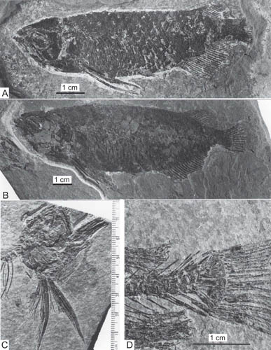 Views of Scleropages sinensis fossil material.