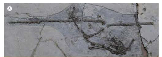 The holotype fossil material of Zhongjianosaurus yangi.