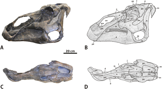 Edmontosaurus skull material (holotype - E. regalis).